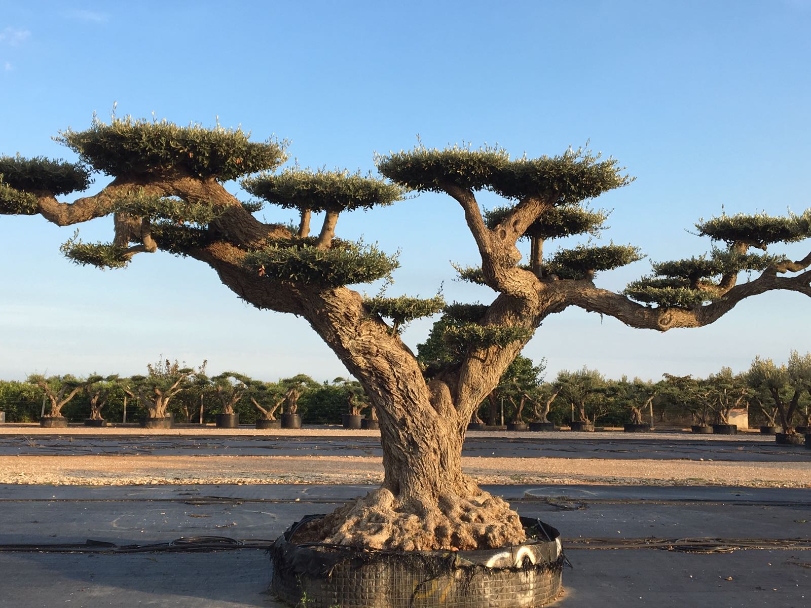 OLIVI MACROBONSAI VENDITA